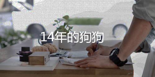 14年的狗狗