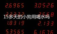 15多天的小狗用喝水嗎