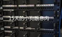 15天的小狗眼息肉