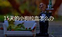 15天的小狗拉血怎么辦