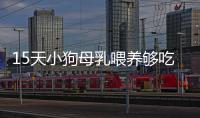 15天小狗母乳喂養夠吃嗎