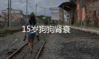 15歲狗狗腎衰