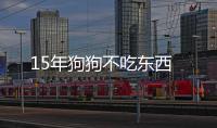 15年狗狗不吃東西
