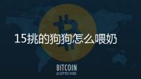 15挑的狗狗怎么喂奶