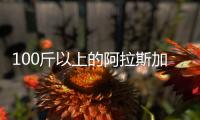 100斤以上的阿拉斯加犬圖片(100多斤的阿拉斯加犬)
