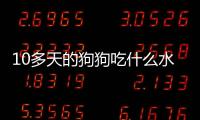 10多天的狗狗吃什么水果