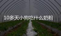 10多天小狗吃什么奶粉好