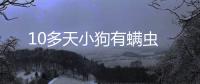 10多天小狗有螨蟲