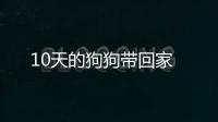 10天的狗狗帶回家