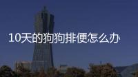 10天的狗狗排便怎么辦