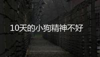 10天的小狗精神不好