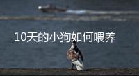 10天的小狗如何喂養(yǎng)