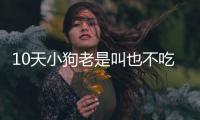 10天小狗老是叫也不吃東西怎么回事