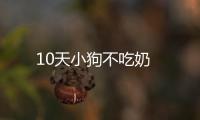 10天小狗不吃奶