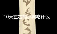 10天左右的小狗吃什么(50天左右小狗吃什么)