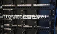 10歲狗狗獨自在家20天