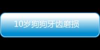 10歲狗狗牙齒磨損