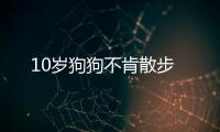 10歲狗狗不肯散步