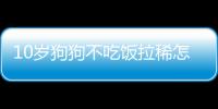 10歲狗狗不吃飯拉稀怎么回事啊
