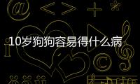 10歲狗狗容易得什么病