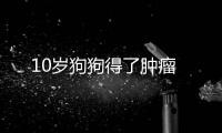 10歲狗狗得了腫瘤