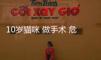 10歲貓咪 做手術 危險大嗎？貓做手術貴嗎