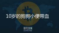 10歲的狗狗小便帶血