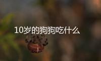 10歲的狗狗吃什么