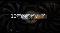10年的狗狗走了