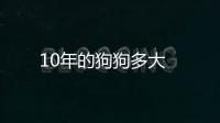 10年的狗狗多大