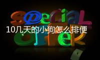 10幾天的小狗怎么排便