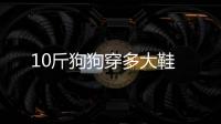 10斤狗狗穿多大鞋