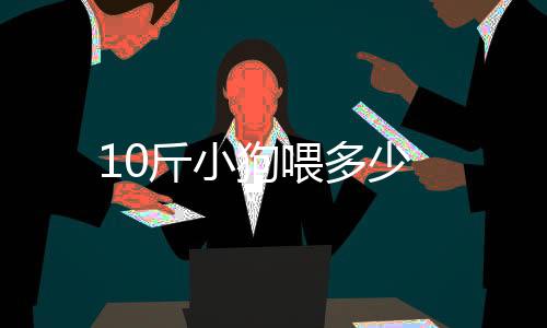 10斤小狗喂多少
