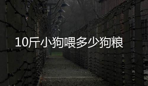 10斤小狗喂多少狗糧