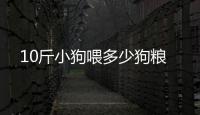 10斤小狗喂多少狗糧