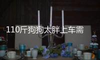 110斤狗狗太胖上車需主人助力 網友：有可能是傲嬌要人扶