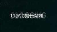 11歲狗狗長骨刺