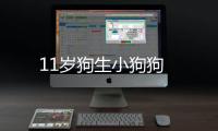 11歲狗生小狗狗