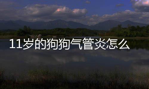 11歲的狗狗氣管炎怎么辦