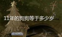11年的狗狗等于多少歲