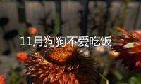 11月狗狗不愛吃飯