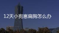 12天小狗崽扁胸怎么辦