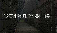 12天小狗幾個小時一喂