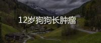 12歲狗狗長腫瘤