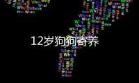 12歲狗狗寄養(yǎng)