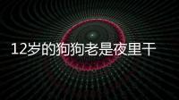12歲的狗狗老是夜里干咳嗽