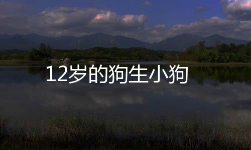 12歲的狗生小狗