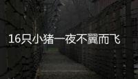 16只小豬一夜不翼而飛 無意撒下的石灰粉成破案線索
