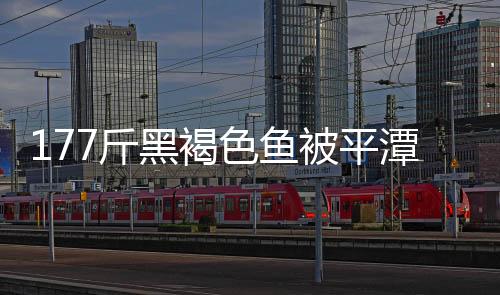 177斤黑褐色魚被平潭漁民發現 每斤120元賣出