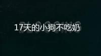 17天的小狗不吃奶